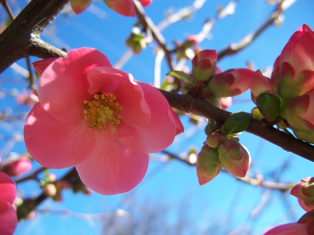 Fonds d'cran Nature Fleurs cognassier du japon