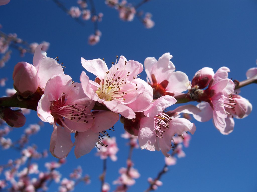 Wallpapers Nature Flowers pecher en fleur