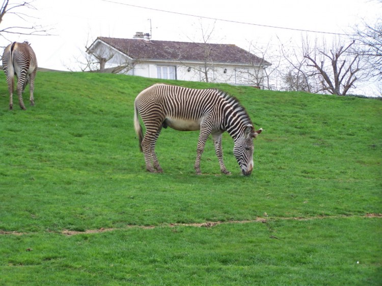 Wallpapers Animals Zebras Zbre