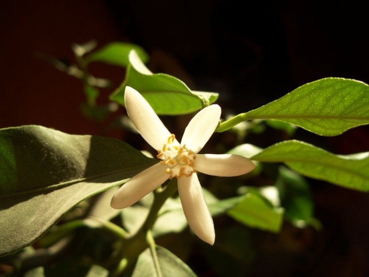 Fonds d'cran Nature Fleurs fleur de citronnier