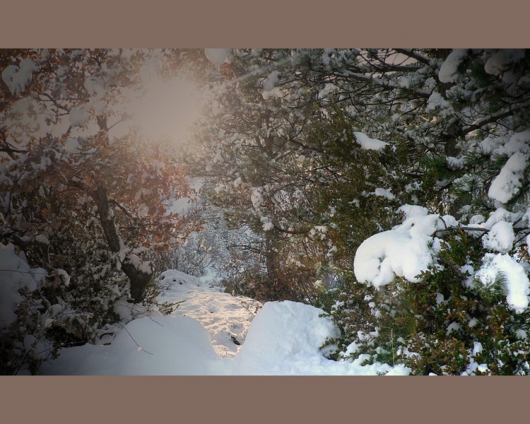 Wallpapers Nature Trees - Forests Sous bois eneig