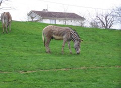 Fonds d'cran Animaux Zbre