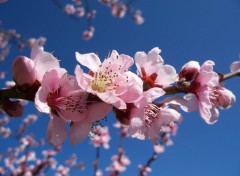 Fonds d'cran Nature pecher en fleur