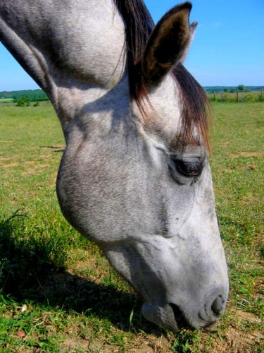 Fonds d'cran Animaux Chevaux Osaka