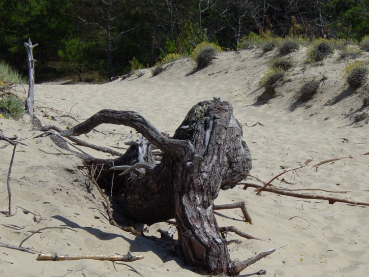 Fonds d'cran Nature Souches - Racines arbre mort