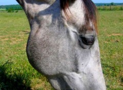 Fonds d'cran Animaux Osaka