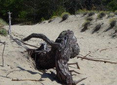 Fonds d'cran Nature arbre mort