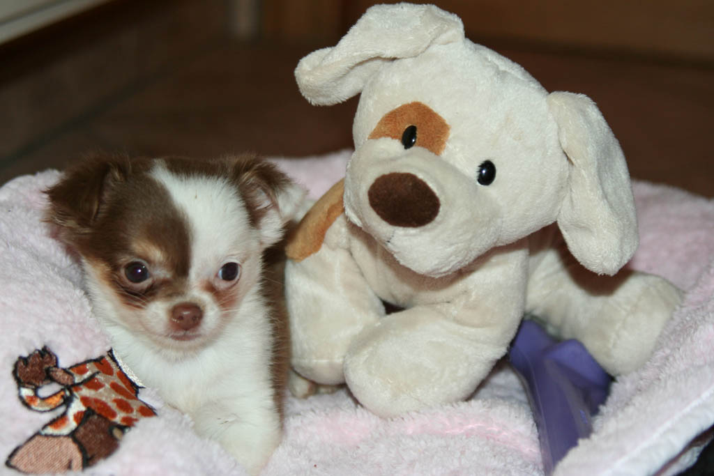 Fonds d'cran Animaux Chiens Paris