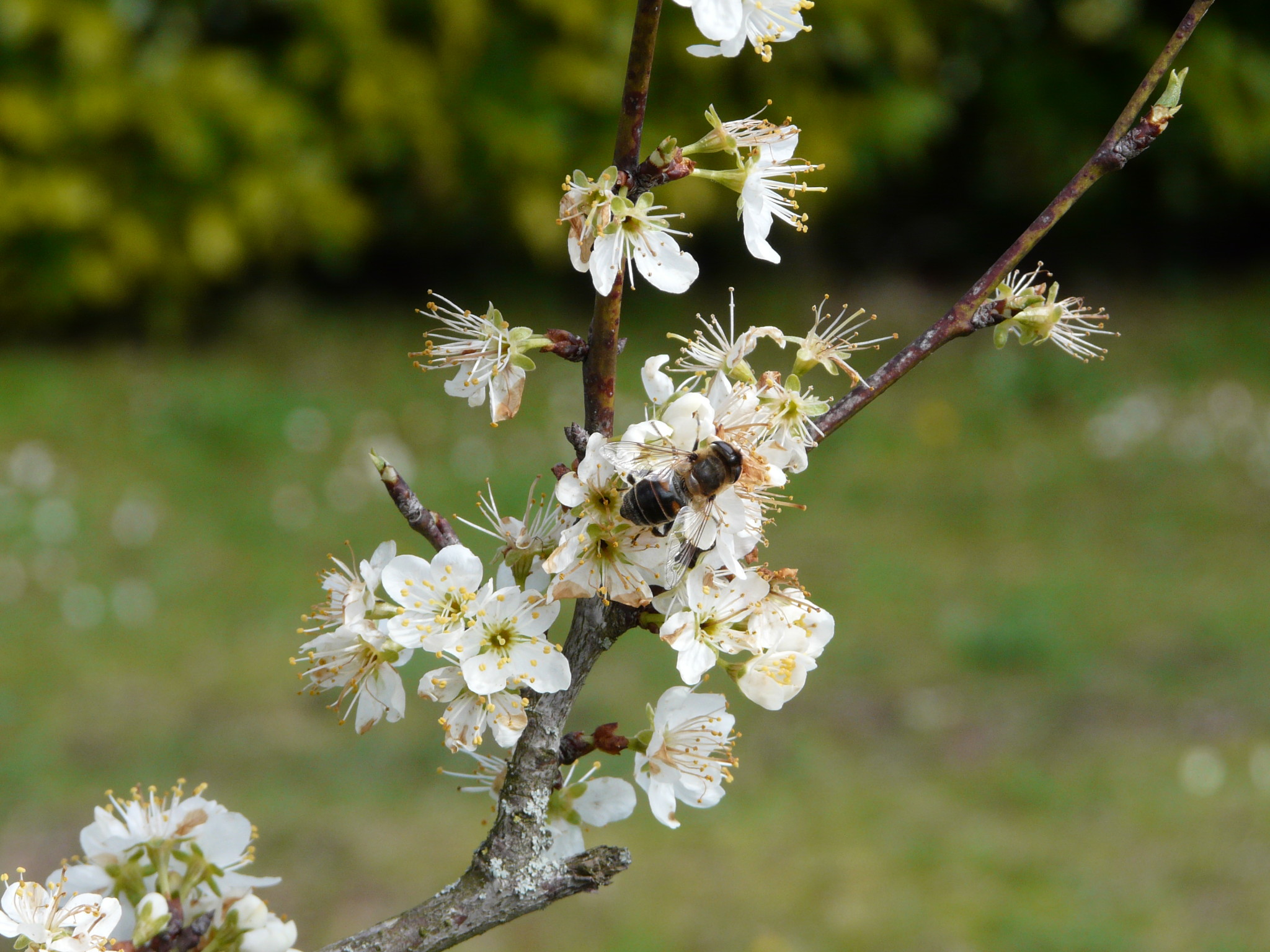 Fonds d'cran Nature Fleurs Abeille sur fleur de prunier