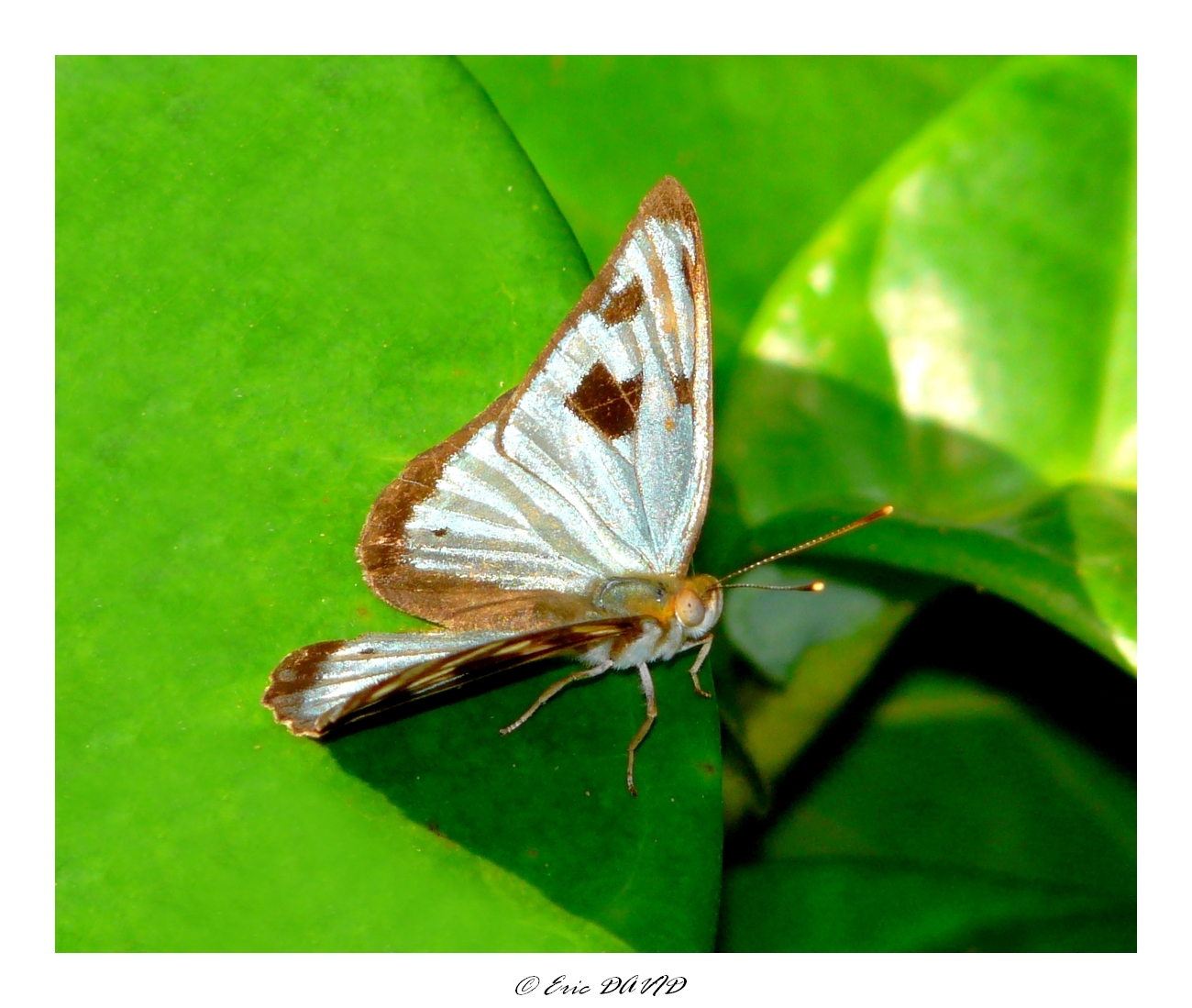 Fonds d'cran Animaux Insectes - Papillons Papillon amazonien