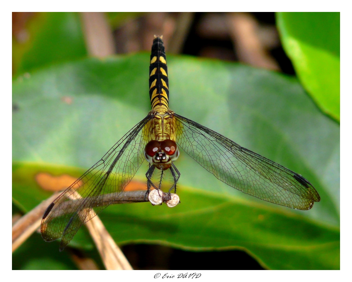 Fonds d'cran Animaux Insectes - Libellules Libellule