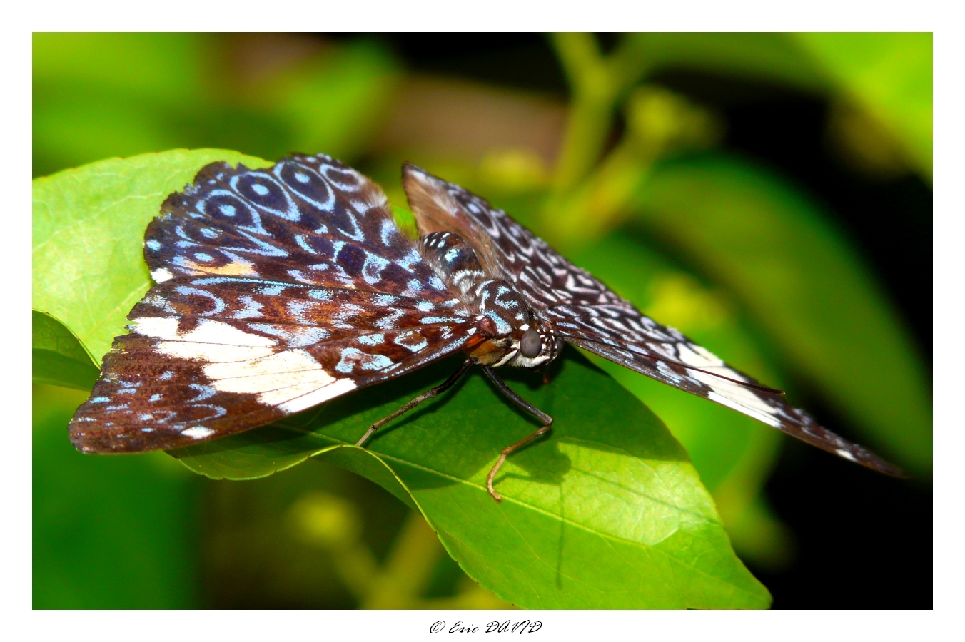 Wallpapers Animals Insects - Butterflies Papillon amazonien