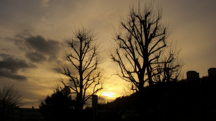 Fonds d'cran Nature Couchers et levers de Soleil le soleil qui se couche  tavers les arbres