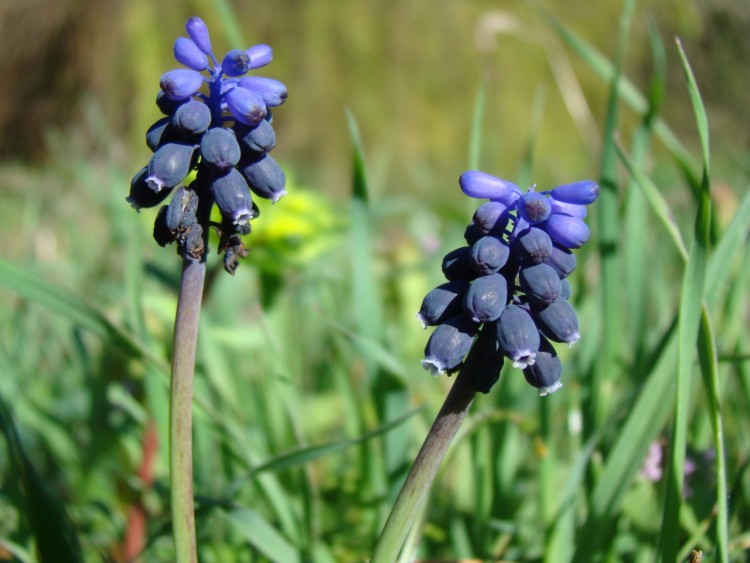 Fonds d'cran Nature Fleurs petite clochette