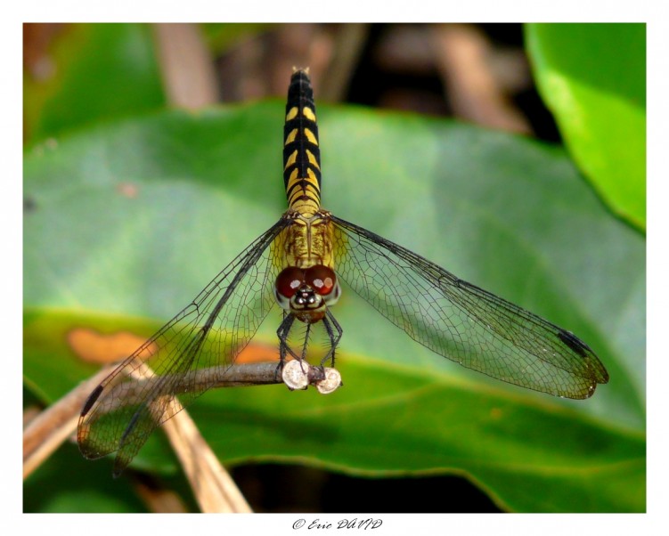 Wallpapers Animals Insects - Dragonflies Libellule