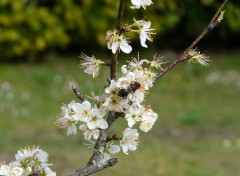 Fonds d'cran Nature Abeille sur fleur de prunier