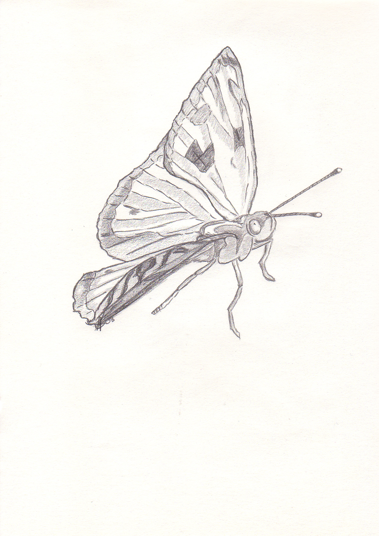 Fonds d'cran Art - Crayon Animaux - Insectes Papillon