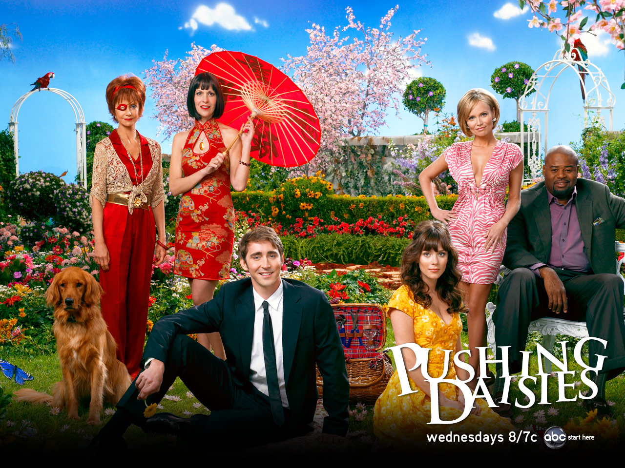 Wallpapers TV Soaps Pushing Daisies 