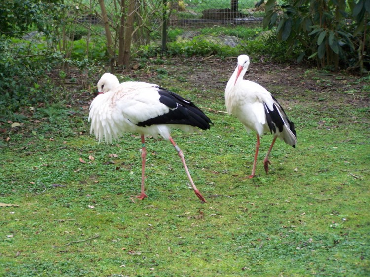 Fonds d'cran Animaux Oiseaux - Cigognes Cigognes