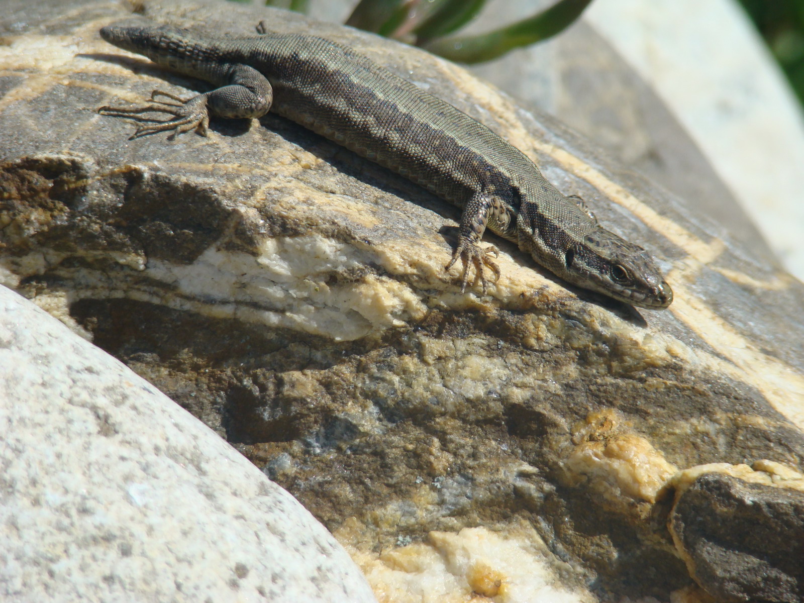 Fonds d'cran Animaux Lzards - Iguanes 