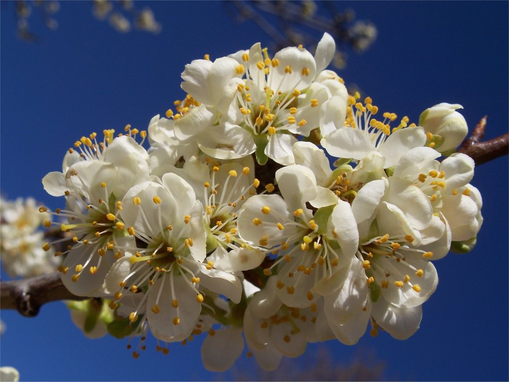 Fonds d'cran Nature Fleurs fleur de prunier