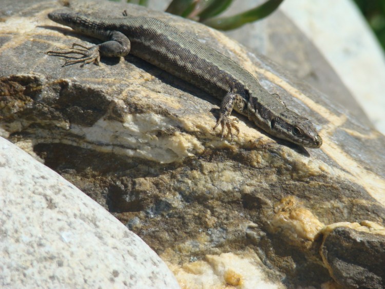 Fonds d'cran Animaux Lzards - Iguanes Wallpaper N198915