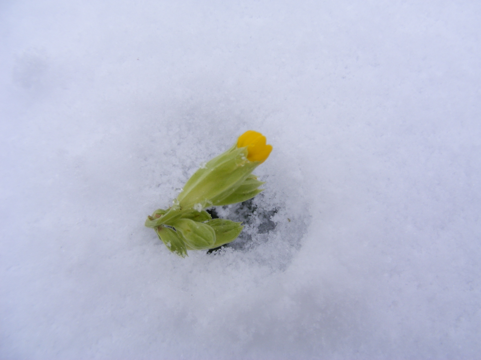 Fonds d'cran Nature Fleurs fleur dans la neige