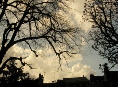 Fonds d'cran Nature des nuages  travers les arbres