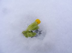 Fonds d'cran Nature fleur dans la neige