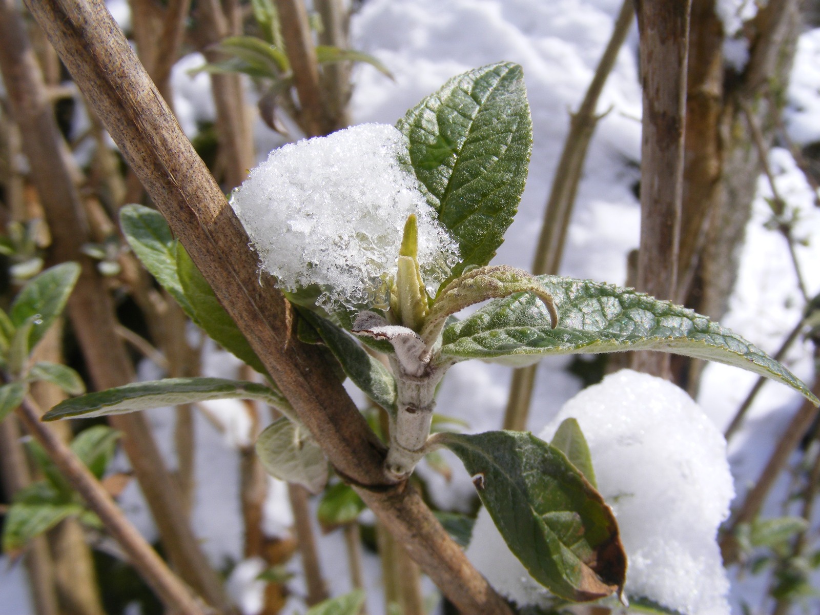 Fonds d'cran Nature Plantes - Arbustes 