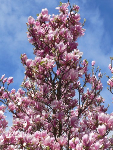 Wallpapers Nature Flowers magnolia en fleurs