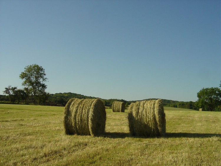 Wallpapers Nature Fields Rouleaux champtres en Haute-Marne