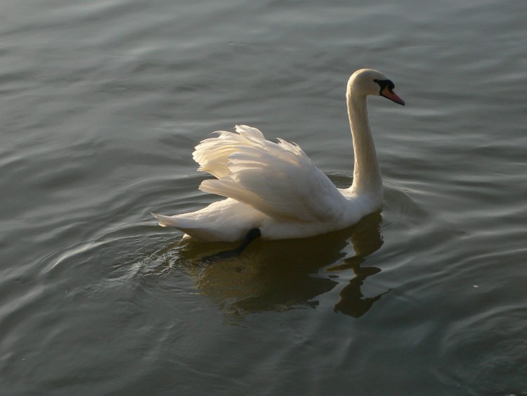 Fonds d'cran Animaux Oiseaux - Cygnes Cygne majestueux sur la Seine  Melun