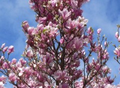 Fonds d'cran Nature magnolia en fleurs