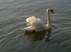 Fonds d'cran Animaux Cygne majestueux sur la Seine  Melun