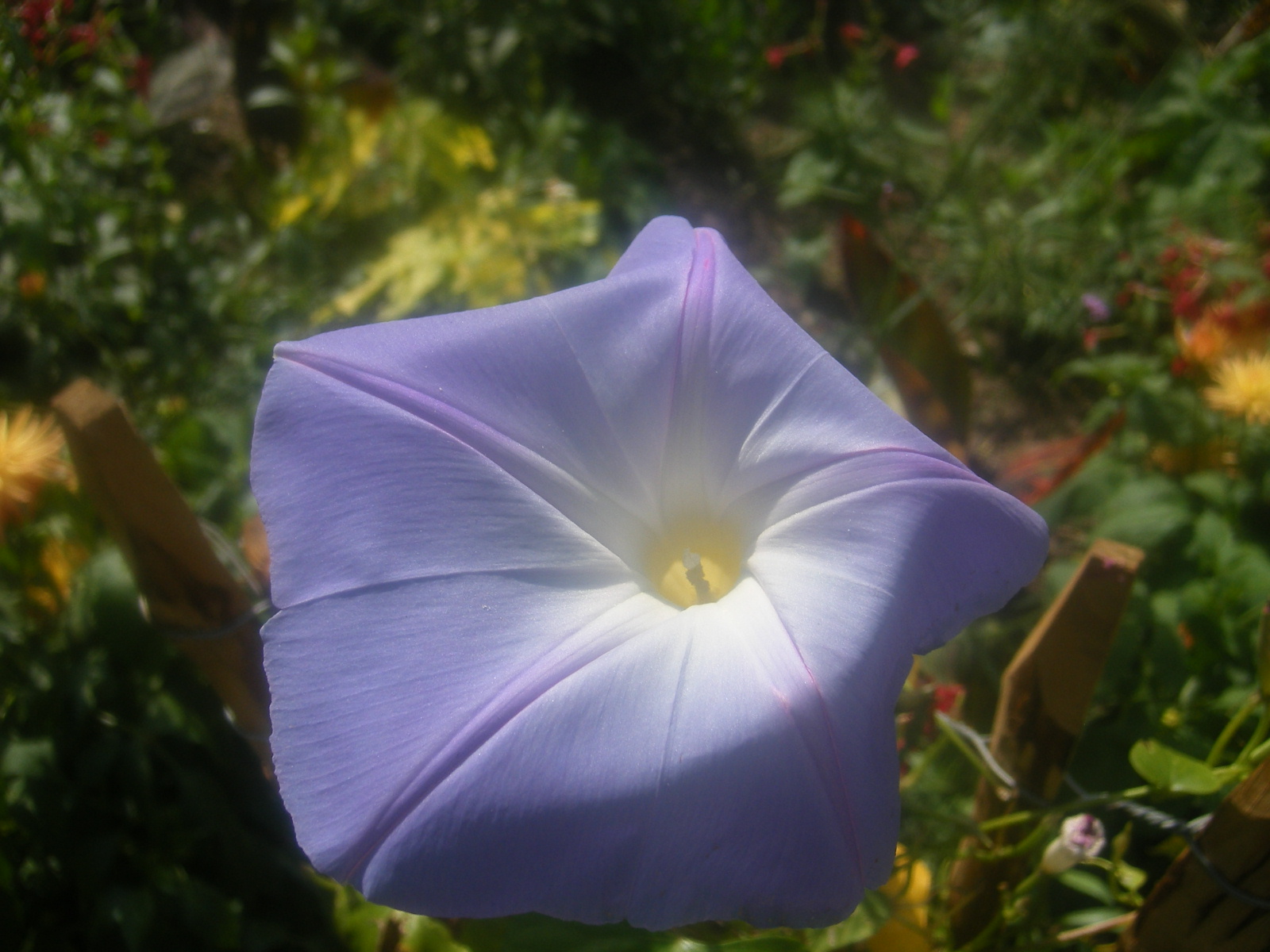 Wallpapers Nature Flowers un ptunia au soleil