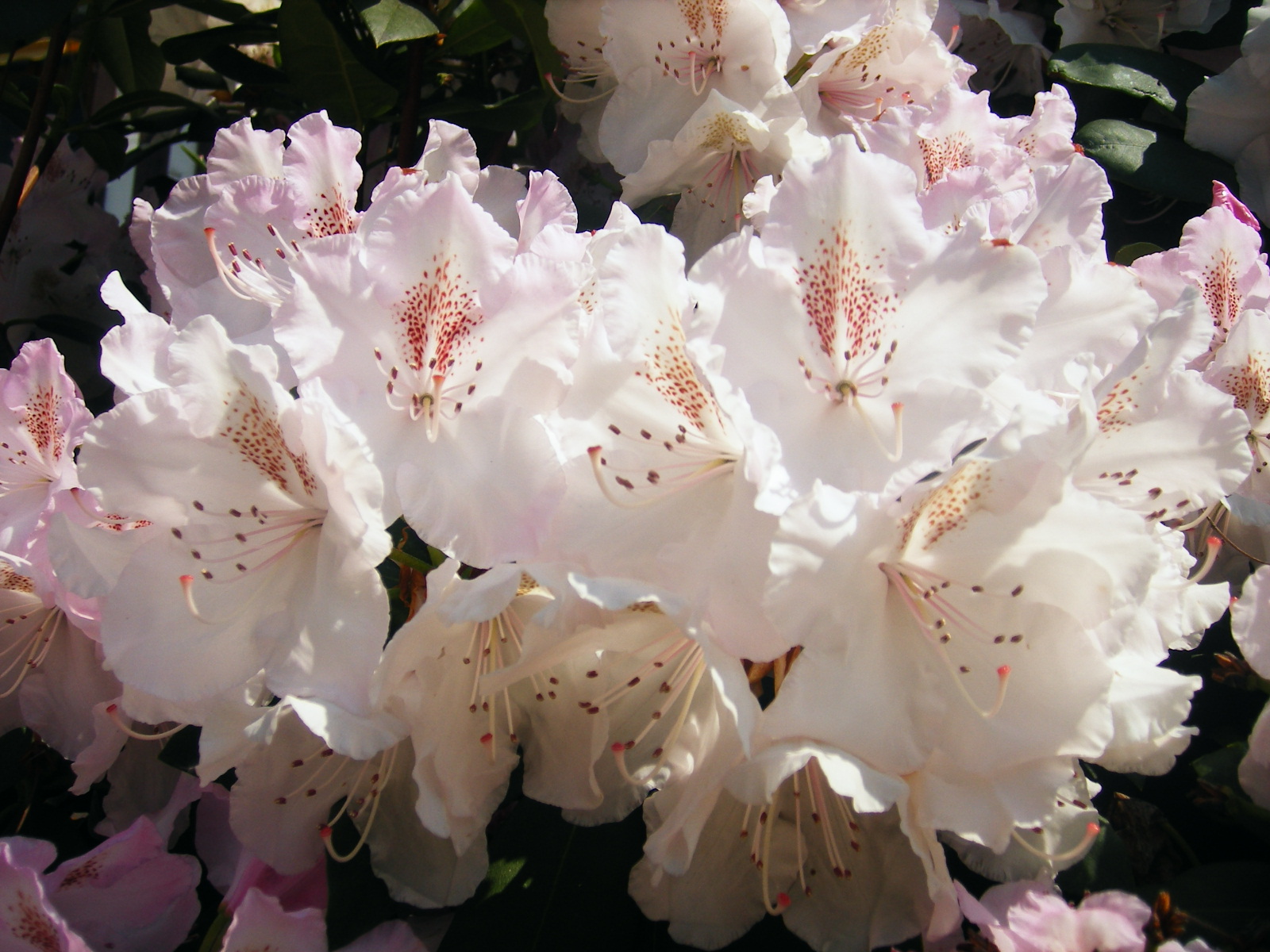 Wallpapers Nature Flowers des rhododendrons au soleil