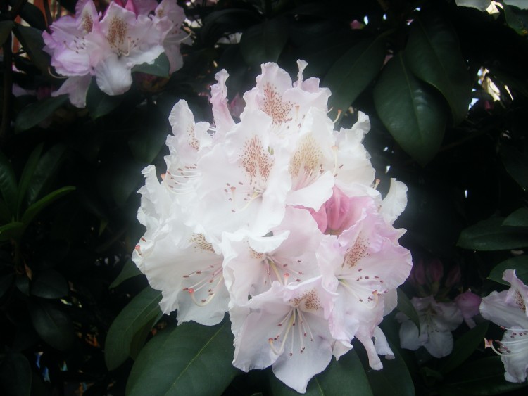 Wallpapers Nature Flowers un rhododendron trs pensif