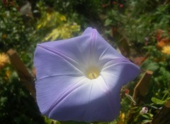 Fonds d'cran Nature un ptunia au soleil