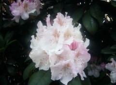 Fonds d'cran Nature un rhododendron trs pensif