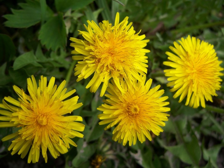 Fonds d'cran Nature Fleurs quatuor