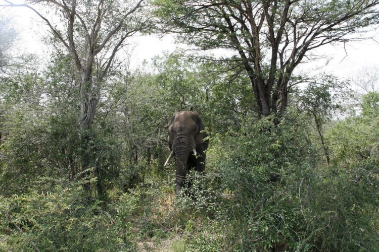 Fonds d'cran Animaux Elphants Elephant du Kruger Park