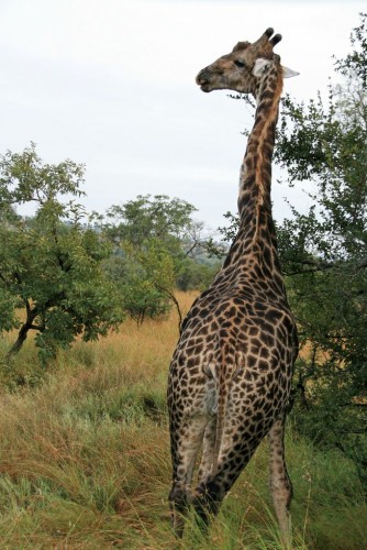 Wallpapers Animals Giraffes Girafe du Park Kruger