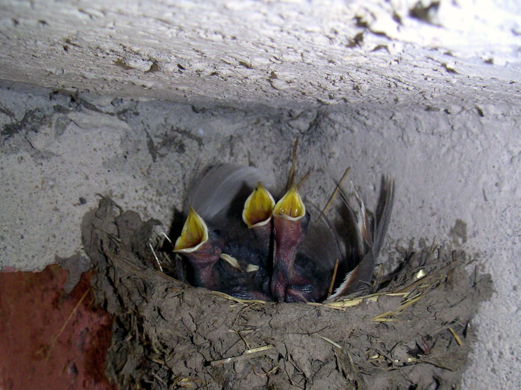 Fonds d'cran Animaux Oiseaux - Hirondelles 