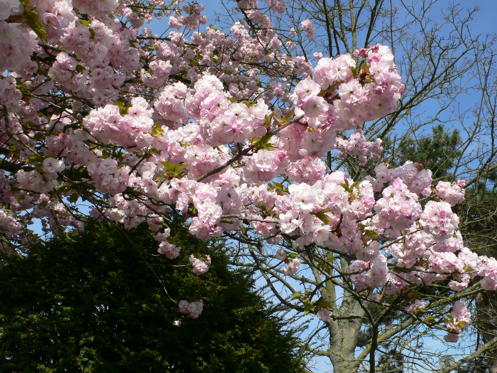 Fonds d'cran Nature Arbres - Forts Abondance rose d'un arbre en fleurs