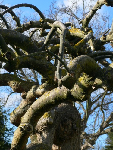 Fonds d'cran Nature Arbres - Forts Scultpure moderne : arbre noueux (Melun)