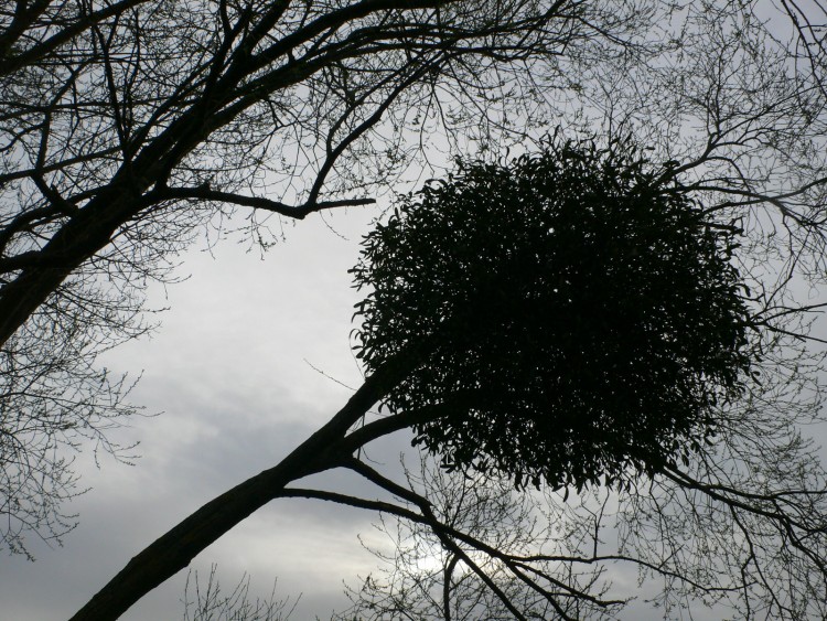 Fonds d'cran Nature Arbres - Forts Silhouette d'un ballon de gui sur un arbre