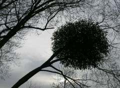 Fonds d'cran Nature Silhouette d'un ballon de gui sur un arbre