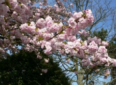 Fonds d'cran Nature Abondance rose d'un arbre en fleurs