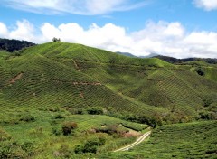 Fonds d'cran Nature Plantations de th